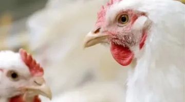 تراجع أسعار الدواجن.. هبوط ملحوظ في قيمة كيلو الفراخ والبانية داخل الأسواق المحلية